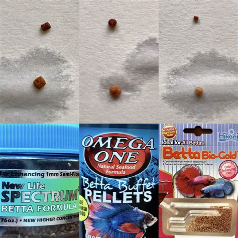 Best Food for Betta Fish: When & How to Feed Them.